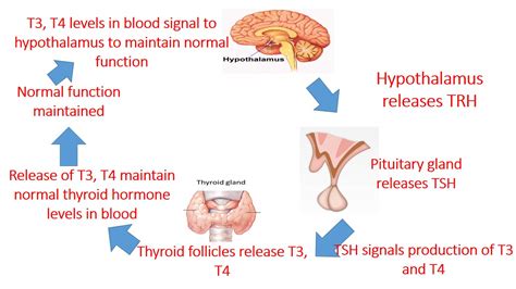 thyrotropin-releasing|thyrotropin releasing hormone trh function.